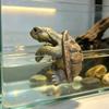 Cute 3D Turtle Hanging Ornaments Decorative Cartoon Small Turtle Pot Hanging Handmade Simulated Turtle Ornaments Home Decor