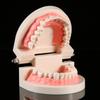 1pc PVC Dental Teaching Study Standard Model Demonstration Teach Children Brushing Teeth