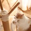 Large Cat Tree with Integrated Bed, Shelves, Sisal Scratching Posts, and Jumping Platform