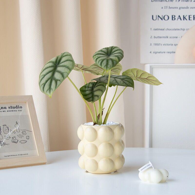 Nordic Cream Pearl Ceramic Flower Pot for Home or Office Decor