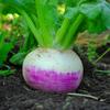 300 Round Nancy Turnip Seeds - SemiSauvage Permaculture