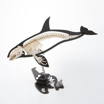 PazuMe (Pazmee) Made In Japan by Urano Co., Ltd. 3D Paper Puzzle Killer Whale Skeleton (with Special Base) Assembled Size: W200 X D95 X H130mm