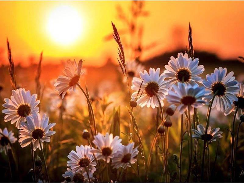 40x50cm Coloring By Number Elf Girl Cartoon Drawing On Canvas Hand Painted Decoration Picture Tiger DIY Christmas Gift