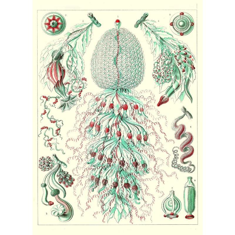 

Мультфильмы Морские животные Киты и акулы Руководство Плакаты и принты Картина на холсте Настенные художественные картины Украшения для дома 21cm×30cm NoFrame