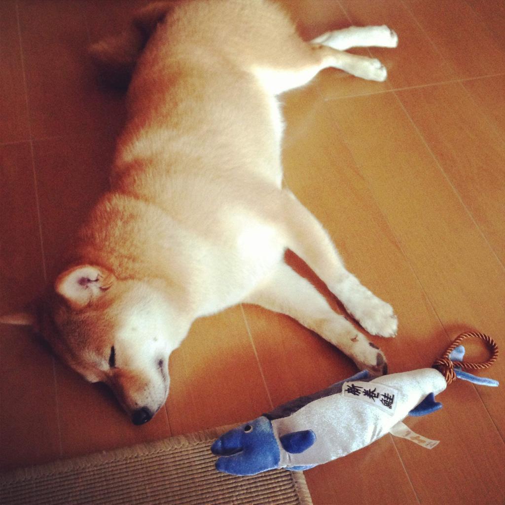 [LOVE PETS by BESTEVER] Love Pets by Bestever Pet Toy, Aramaki Salmon, Dried Whole Salmon, 31900