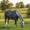 Breathable Horse Fly Sheet Wear-Resistant Equine Mesh Vest Horse Belly Protect Cover  Horse Riding
