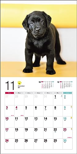 Calendrier 2024 Labrador Retriever (Calendrier Seibundo Shinkosha)