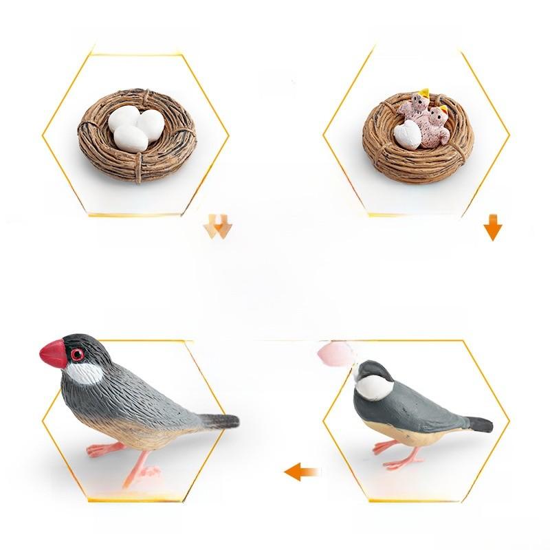 Childrens Parrot Model Pvc Growth Cycle Educational Bird Display For Kids