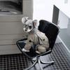 Medium Dog High Collar Cotton Coat - Warm, Windproof Autumn/Winter Pet Wear