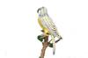 HANSA Budgerigar No.4653