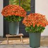 5 Bundle Bendable Stems Artificial Chrysanthemums 21 Heads Simulated Flowers  Indoor Vase Decor