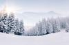 Photomural Winter Forest Self-Adhesive Mural 90x60