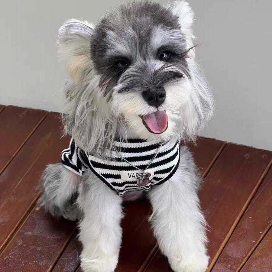 Breathable Striped Summer Vest for Small Dogs: Schnauzer, Yorkshire Terrier, Teddy