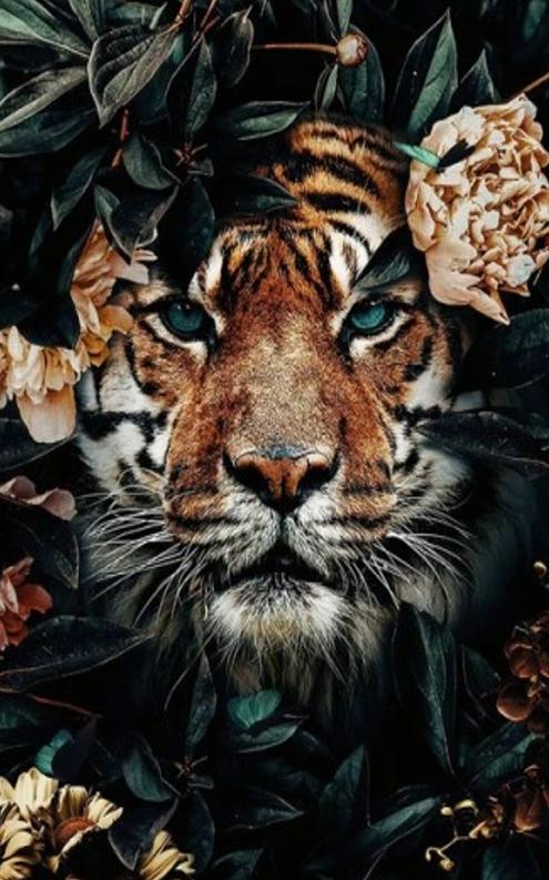 Picture Painting by Numbers Frame Paint Cat Diy Gift Birthday Name Day