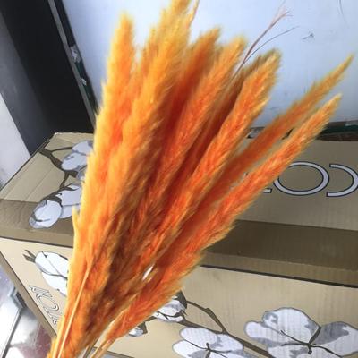 Small Dried Pampas Grass Phragmites Decoration Natural Small Pampas Grass Dried Flower Decoration