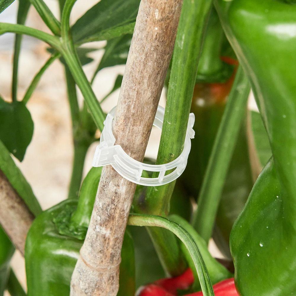 100 PCS Reusable Plant Support Clips Durable Trellis Clips Grow Upright Plant Clips  Grape Vine