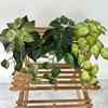 Artificial Silk Caladium Leaf Wall Hanging Vine Plant For Home Decor Wedding Props