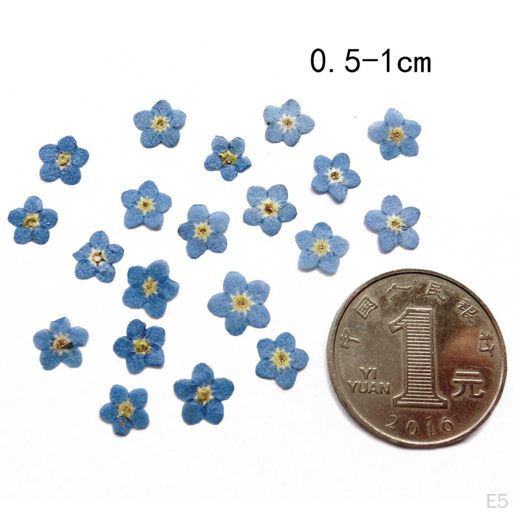 0pcs Pressed Natural Dried Flowers Real Leaves For crafts Material