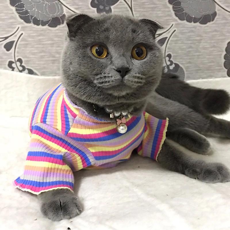 Buntes Streifen Sphynx Katze Westen Shirt für Kleine Katzen Katten Kedi Baumwolle Welpe Hund Haustier Kleidung mascotas Kleidung ropa para gatos