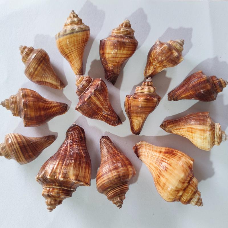 

Seashell Hermit Crab Habitat Decor - Chicken Leg Shell for DIY Crafting and Painting Torch Snail 5cm