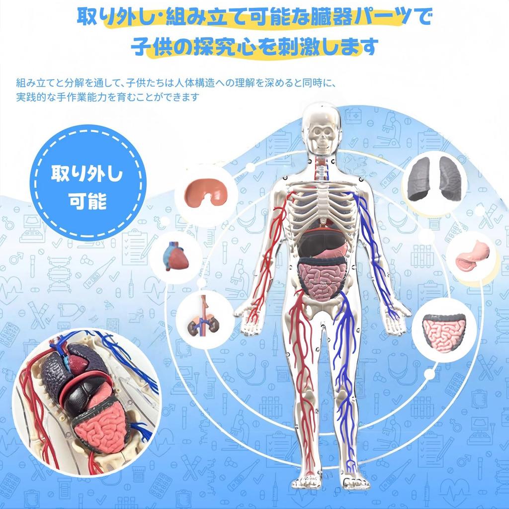 HYEANHLPYE Human Anatomy Model Toy, Transparent Full Body Human Blood Vessel Model Toy, Mannequin, Removable Organs and Skeleton Model, Disassembly Pu