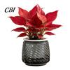 Durable Plastic Planter Self Watering with Wick Rope for Indoor Plants, Double Layer Easy Care Plant Pot Transparent Hydroponic Planter, Decorative