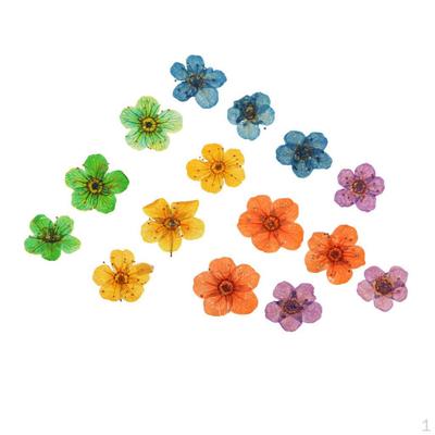 15 Piece Real Dried Pressed Flowers For DIY Scrapbooking Kunst Und Skulpturen
