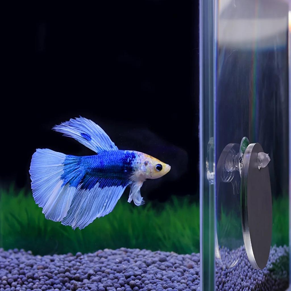 1set- Betta Training Mirror Suction Cup Plus Fish Tank External Fish Mirror
