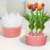 Special Hydroponic Flowerpot Hyacinth Narcissus Tulip Bulbs Seeds 3/5 Holes Lazy Flowerpot Water Planting Pot Desktop Decoration