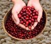 WORCAS Sumatran Kopi Luwak Civet Coffee Beans Arabica Gift Present Luxury Rare Roasted Coffee Beans Kopi Luwak [Whole Beans/100g] Indonesia…
