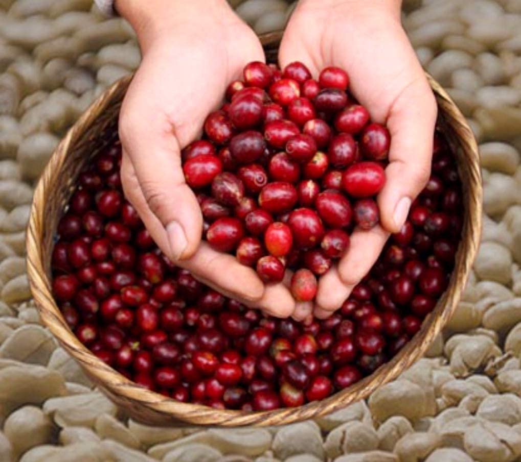 WORCAS Sumatran Kopi Luwak Civet Coffee Beans Arabica Gift Present Luxury Rare Roasted Coffee Beans Kopi Luwak [Whole Beans/100g] Indonesia…