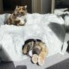 Luxurious Donut-Shaped Cat Bed with Play Tunnel for Ultimate Comfort & Fun