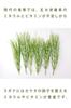 Yufuin Suginako Powder, Horsetail Tea Powder, Sun-Dried, Unroasted, Made In Japan (50g X 2 Bags)
