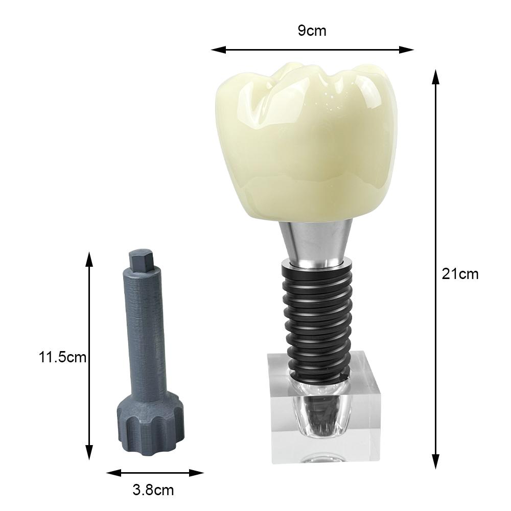 Large Single Dental Implant Model Demonstration Dentistry Detachable Crystal Implant Teeth Model For Teaching Education Studying