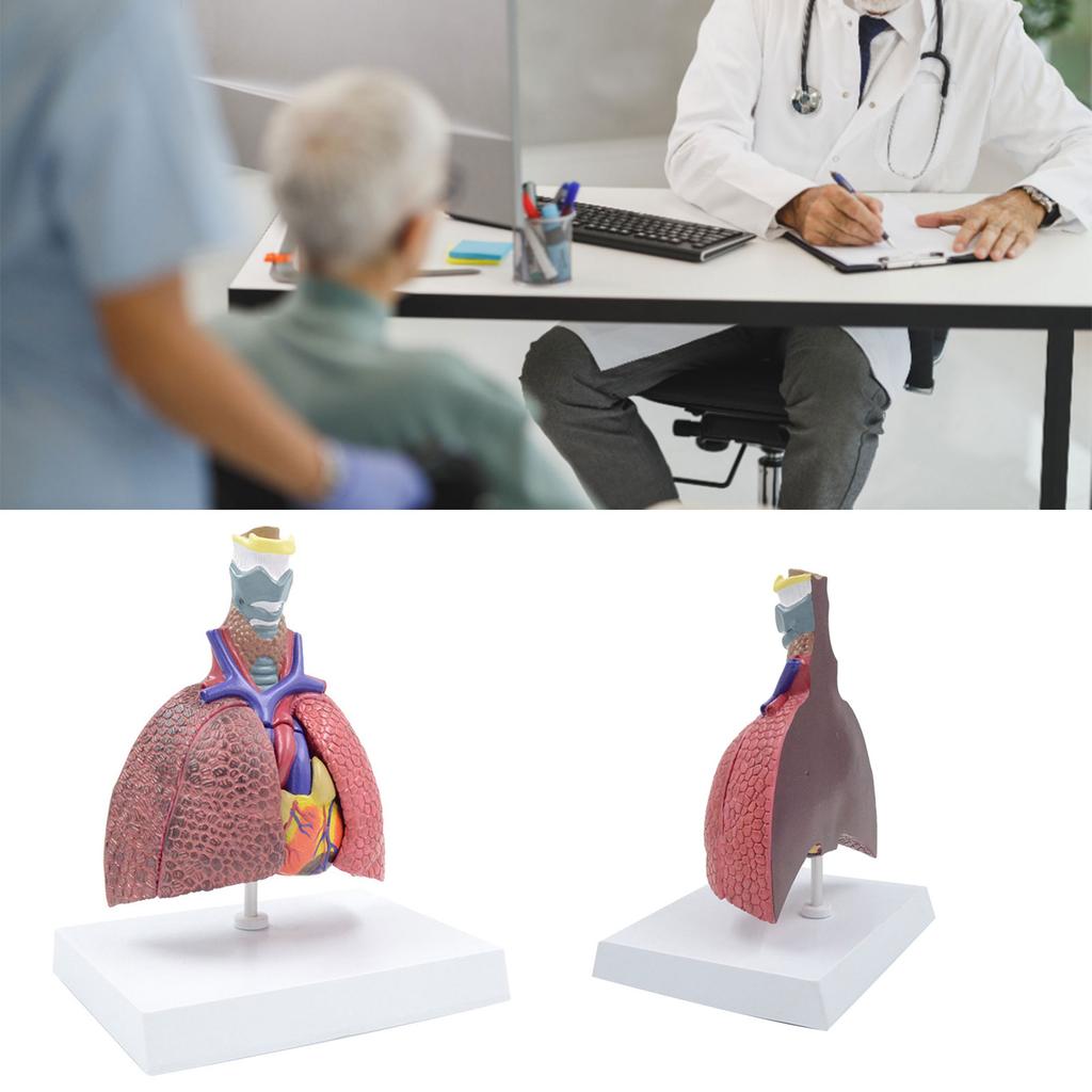 Life Size Lung Anatomy Model, Heart Lung Thyroid Model Anatomy