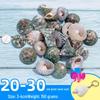 Handmade Decorative Seashells & Starfish for Fish Tanks: Landscaping, Painting, Specimens, Whelks, Hermit Crabs
