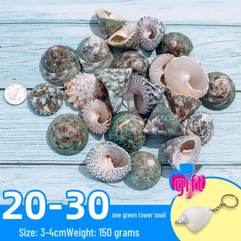 Handmade Decorative Seashells & Starfish for Fish Tanks: Landscaping, Painting, Specimens, Whelks, Hermit Crabs