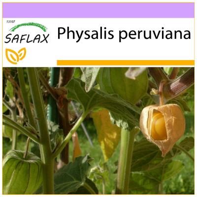Cape Gooseberry / Peruvian Cherry - 100 Seeds - Physalis Peruviana