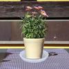 Saucer 6 Pack of 12 inch, Clear Plastic Flower  Pot Saucer, Heavy Duty Drip Trays Saucers for Indoor,