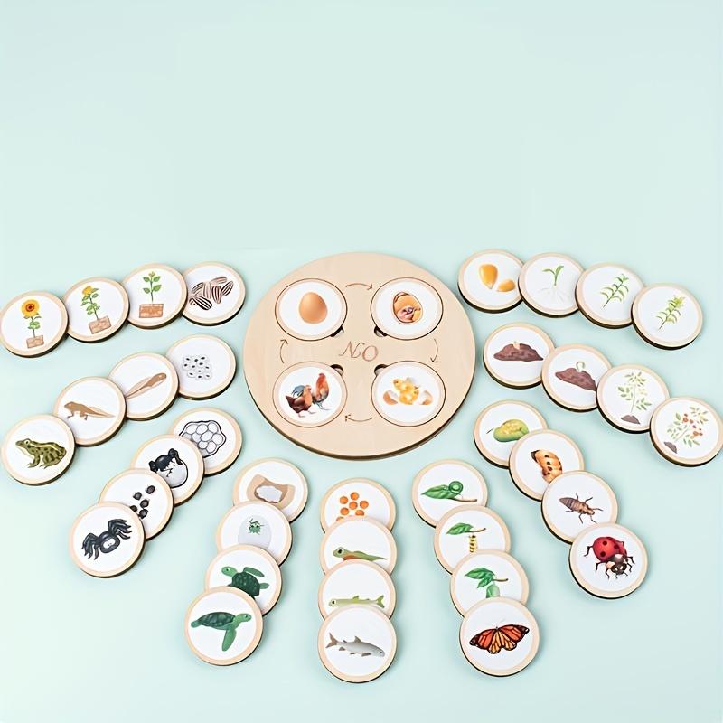 Non-Toxic 1 Set Animal Life Cycle Board Children Toys Montessori Teaching Aids Plant Animal Growth Cycle Model Set Preschool Cognitive Toy