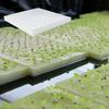 100-500 ks Hydroponické houbičky Zahradnický nástroj Čtvercové Pěstování bez půdy Rostlina Sazenice Skleníková houbička Růst zeleninových pupenů