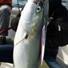 Azzurro Blade II 150g Dragon Zebra Silver Jigging Jig Offshore