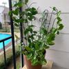 Pflanzstäbe Kletterhilfe Rankgitter Blumenständer Käfig Baum Gartenpflanzenstütze Pflanzenpflege Für Pflanzenwachstum