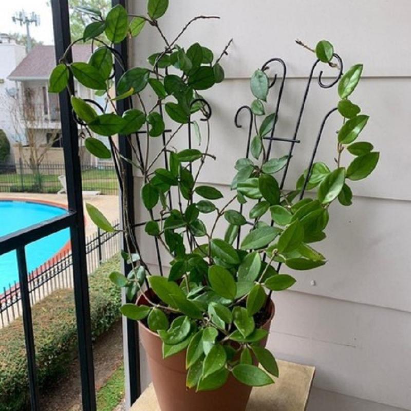 Stakes Plant Climbing Support Frame Trellis Flowers Stand Cage Tree Garden Plant Support Plant Care For Plants Growth one size