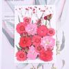 1 Set Blumenpflanzen Exemplar Prägematerial Rotes Trockenblumenpaket