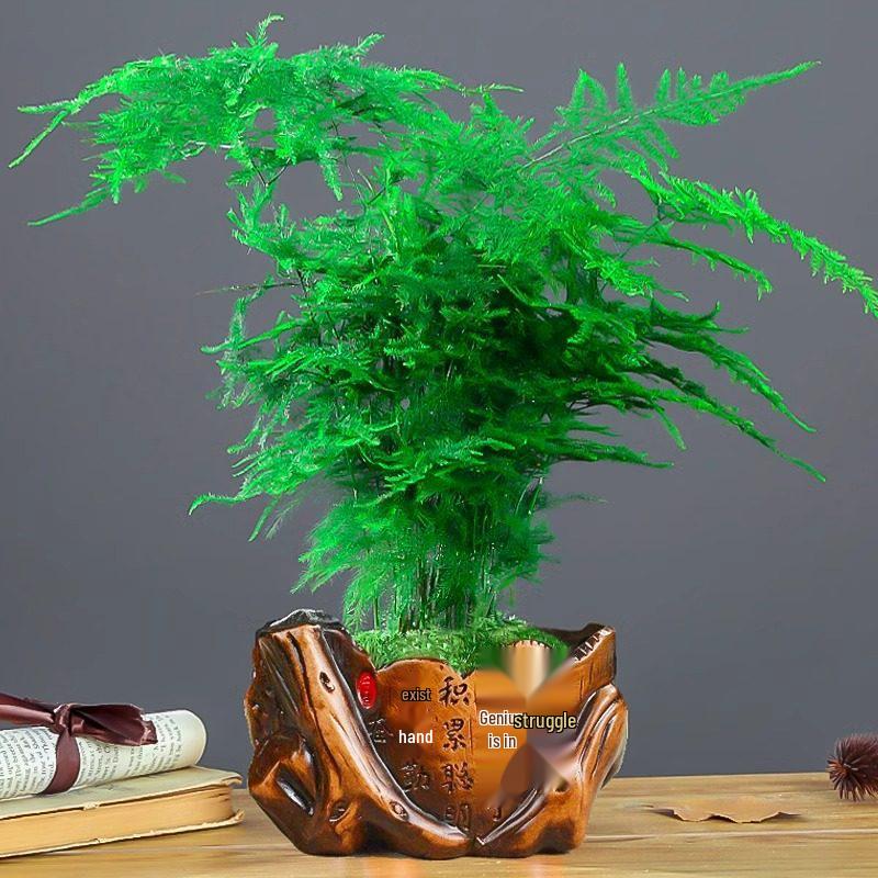 Asparagus Fern Indoor Plant: Air-Purifying, Evergreen, Hydroponic Bonsai for Office or Home