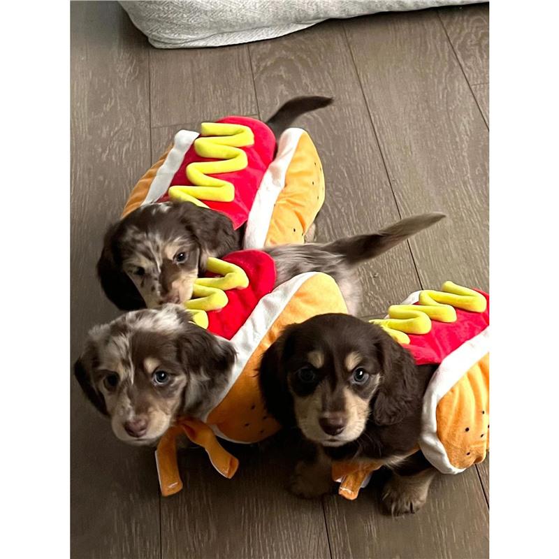 

Забавная одежда для таксы с длинной шерстью в виде хот-дога: Уютный осенне-зимний наряд для маленьких питомцев M