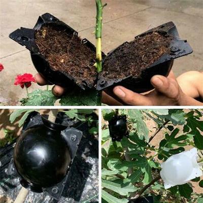 Assisted , High Pressure Propagation Ball Patio Pots for Grafting Breeding Box