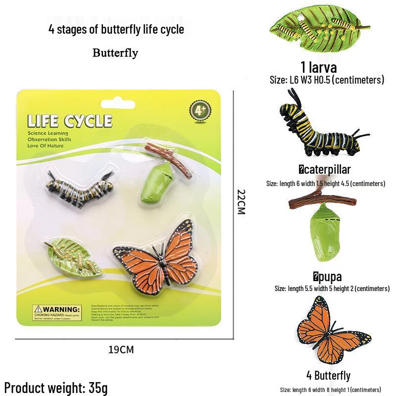Frog Life Cycle Model Set: Tadpole to Frog Educational Toys for Kids