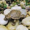 Turtle Figurine Animal Miniature Figures Decoration Animal Statue Resin Craft